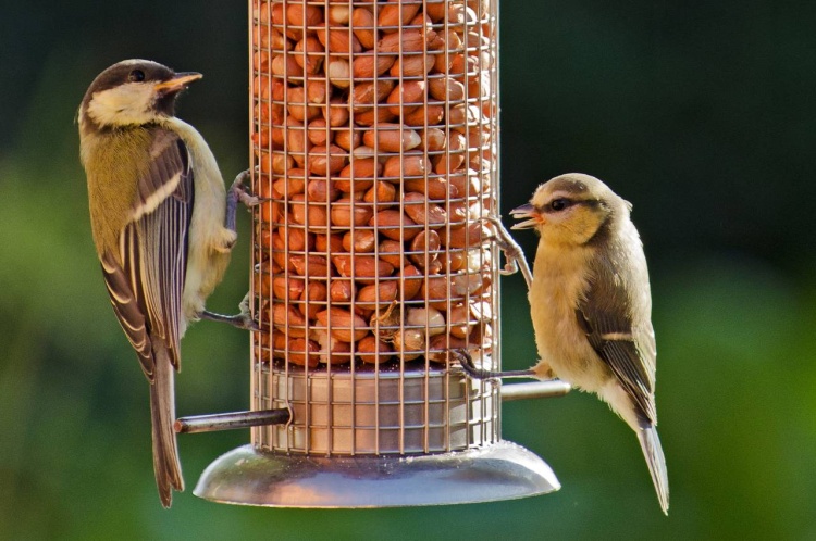 Feeding Peanuts to Birds, Top 10 Tips and Advice